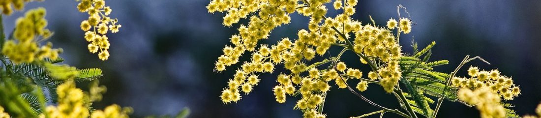含羞草视频品牌形象图，金棕色调的植物叶脉纹理与现代数字界面融合，体现平台兼具自然美感与科技感的品牌气质