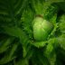 自然摄影师陈木子在户外拍摄植物的侧面照片，手持微距镜头相机，背景为绿色植物环境